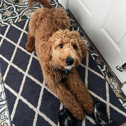 Assorted Doodle Crosses, Bernedoodle, Goldendoodle, and Labradoodle All Grown Up from Erica’s Doodles