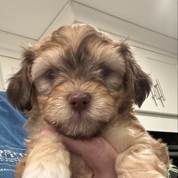 Girl 2 - Red brindle female Havanese puppy in Walpole, Massachusetts from Golden Glen Havanese