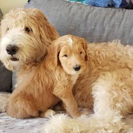 Goldendoodle Puppies from Doodle Devotion