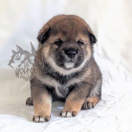 Ni-Ni - Sesame female Shiba Inu puppy in California from WOLFOX shiba inu