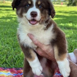 Australian Shepherd Puppies from Haven Farms Australian Shepherds