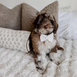 Banner - Chocolate male Goldendoodle puppy in Roanoke Rapids, North Carolina from Sweeter than Honey Doodles