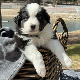 Australian Shepherds from Lake Arrowhead Aussies