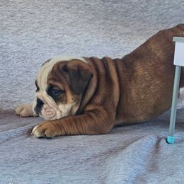 Boston Terrier, Bulldog, and French Bulldog Puppies from Willamette Valley Bullies
