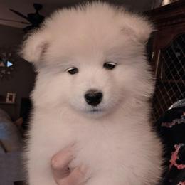 Purple - White female Samoyed puppy in San Antonio, Texas from Hill Country Samoyeds