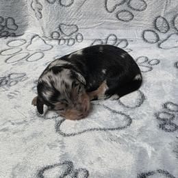Black and Cream Dapple Girl - Dapple female Dachshund puppy in Choctaw, Oklahoma from TS Performance Horses & Dachshunds