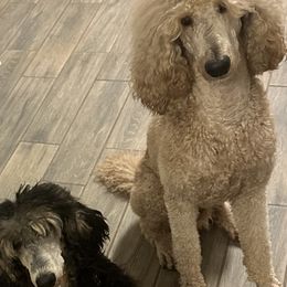 Goldendoodles and Poodles from Poodles & Doodles by Design