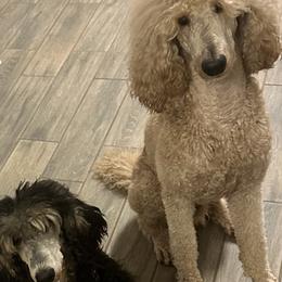 Goldendoodles and Poodles from Poodles & Doodles by Design