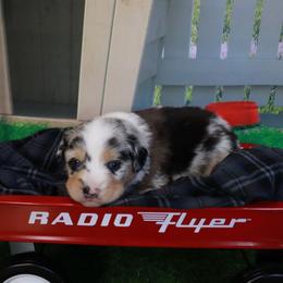 Lucy - Blue merle female Miniature Australian Shepherd puppy in Macomb, Missouri from Faunus Farms and Aussies