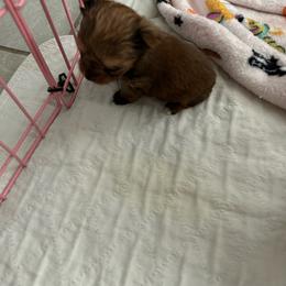 New family will name the puppy - Parti female Yorkshire Terrier puppy in Virginia Beach, Virginia from Mary's Precious Yorkies