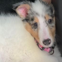 Collies from Zakrzewski's Collies