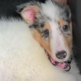 Collies from Zakrzewski's Collies