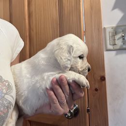 Gabby - Light golden female Golden Retriever puppy in Wyoming from Great Basin BMD