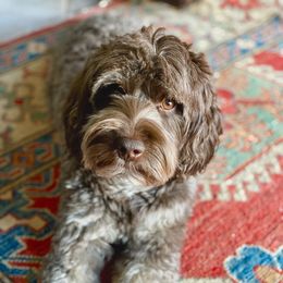 Charleston - Australian Labradoodle