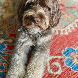 Charleston - Australian Labradoodle