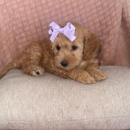 Darla - Red  female Poodle puppy in Hemet, California from Vallevistadoodles