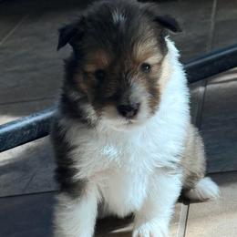 Zion - White and sable male Shetland Sheepdog puppy in Tulsa, Oklahoma from September Morning Shelties