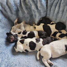 Boy 5 - Liver and white male German Wirehaired Pointer puppy in Rockingham, North Carolina from Fleetwood German Wirehaired Pointers