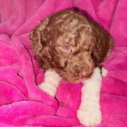 Justice (vJanet) - Parti female Poodle puppy in Meadowbrook, California from Standard Poodle Pups