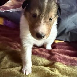 Calypso she who conceals - Sable and white female Collie puppy in Malvern, Arkansas from Lost Acres Collies