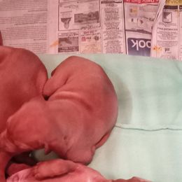 Vizsla Puppies from Foxfire Vizslas