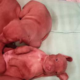 Vizsla Puppies from Foxfire Vizslas
