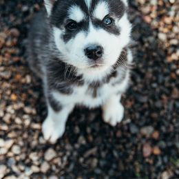 Siberian Husky Puppies from Chelsea's Huskies