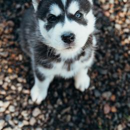Siberian Husky Puppies from Chelsea's Huskies