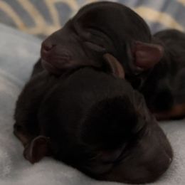 Yorkshire Terriers from Rio Grande Yorkies