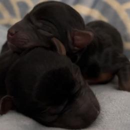 Yorkshire Terriers from Rio Grande Yorkies