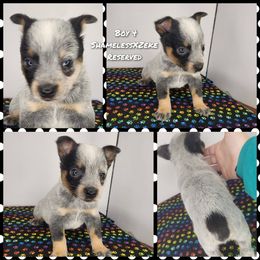 Boy 4 - Blue male Australian Cattle Dog puppy in Bradford, Arkansas from Cedar Rock Heelers and Kelpies