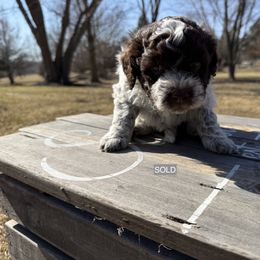 Girl 7 - Brown roan Lagotto Romagnolo puppy in Illinois from Spalvieri Lagotti Services