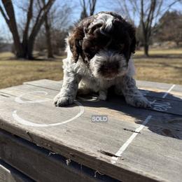 Girl 7 - Brown roan Lagotto Romagnolo puppy in Illinois from Spalvieri Lagotti Services