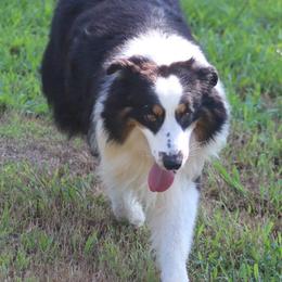 Australian Shepherds from Anew Australian Shepherds