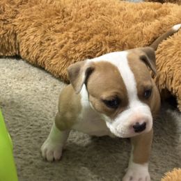 Female B - Red female American Pit Bull Terrier puppy in Pensacola, Florida from Alpha Alliance Kennels