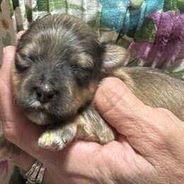 Male 2 - Red sable male Havanese puppy in Congerville, Illinois from Happy Go Lucky Havanese