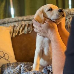 Bow - Yellow male Labrador Retriever puppy in Sweet Home, Oregon from Knotty Creek Labradors