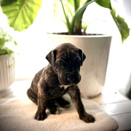 Indy - Brindle male Great Dane puppy in Aldie, Virginia from High Point Mountain Danes