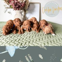 Goldendoodle Puppies from First Coast Goldendoodles