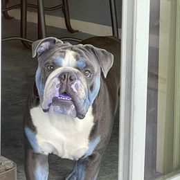 Rhaegal - Bulldog