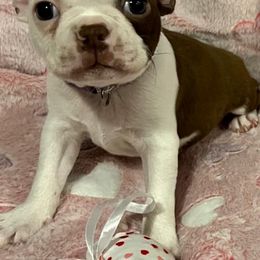 Boston Terrier Puppies from Heather's Boston Babies