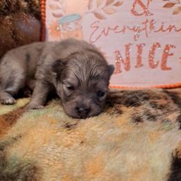 PEBBLES-Girl 1 - Chocolate merle female Pomeranian puppy in Lore City, Ohio from Tonia's Pomeranians