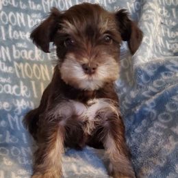 Miniature Schnauzers from Kelly Reynolds's Miniature Schnauzers