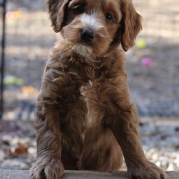 Australian Labradoodle Puppies from True North Labradoodles
