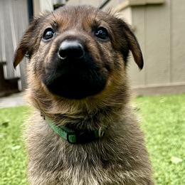 Jasper - Sable male German Shepherd puppy in Sonora, California from Elite Haus K9