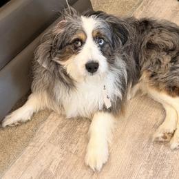 Aussiedoodle All Grown Up from All Dogs go to Heaven