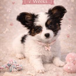 Pumpkin - White black and tan female Papillon puppy in Coatesville, Indiana from Wendy’s Wings