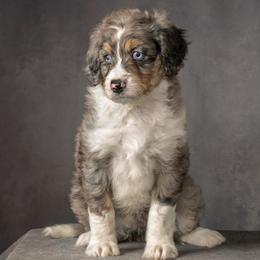 Celeste - Blue merle female Aussiedoodle puppy in Germantown, Ohio from Doodle Patch Farm