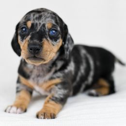 Sapphire - Dapple Dachshund puppy in Fredonia, Arizona from Kaibab Dachshunds