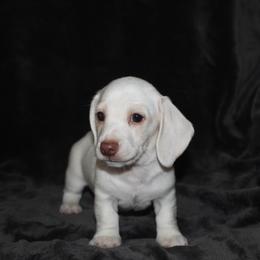 Finnegan - Piebald male Dachshund puppy in Fairfax, Iowa from Grayson’s Lovable Dachshunds